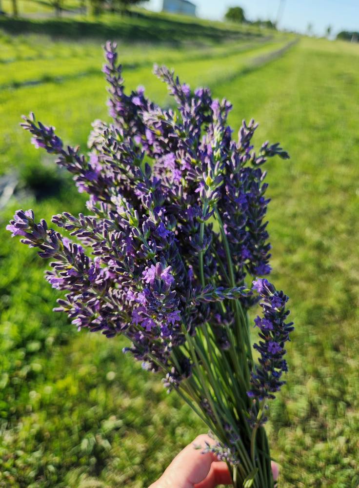 Fresh Lavender